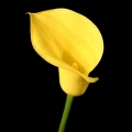 calla lily - yellow6
